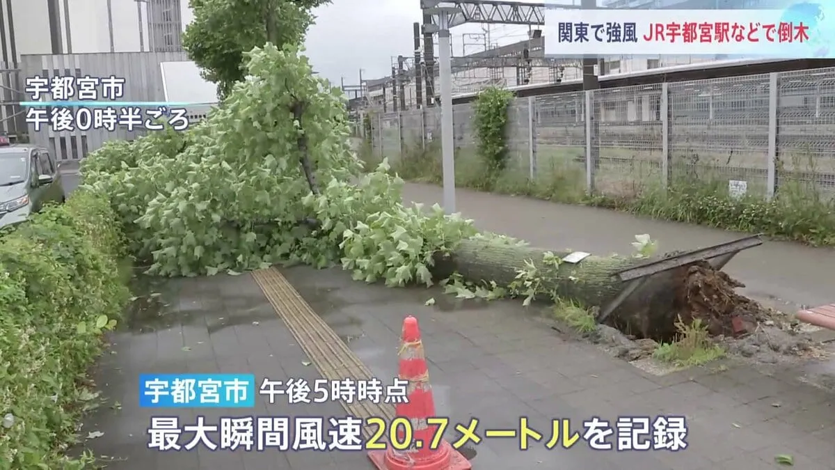 関東各地　強風で倒木相次ぐ　東北道・佐野SA付近では車と接触事故　最大瞬間風速20mの宇都宮や東京・港区でも