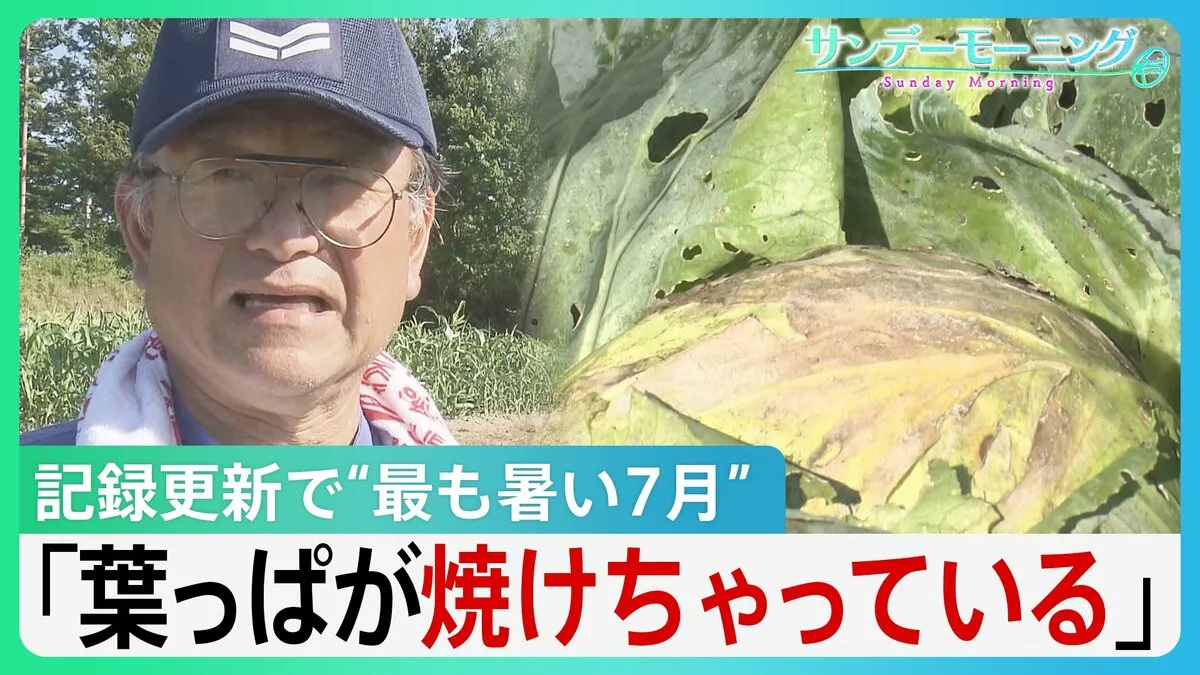 “猛暑でキャベツも焼ける…”かつてない猛暑でコメにカメムシ被害も【サンデーモーニング】