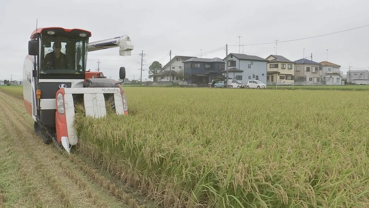 稲の生育「おおむね順調」 コメ生産 前年から56万トン増 農水省“猛暑や水不足の影響は限定的”