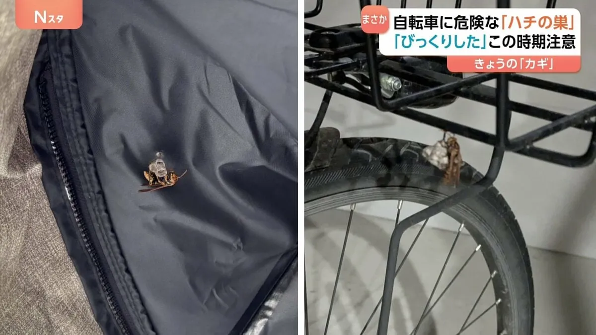 「まさかこんなところに」自転車にハチの巣！　刺されると危険 アナフィラキシーショックで死亡する可能性も　この時期注意！