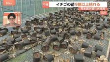 「鉢が倒れていくのを見ているしか」イチゴ農家　ほとんどの鉢が地震で倒れる　用水路から水引けず苗の9割以上枯れる　熊本・八代市