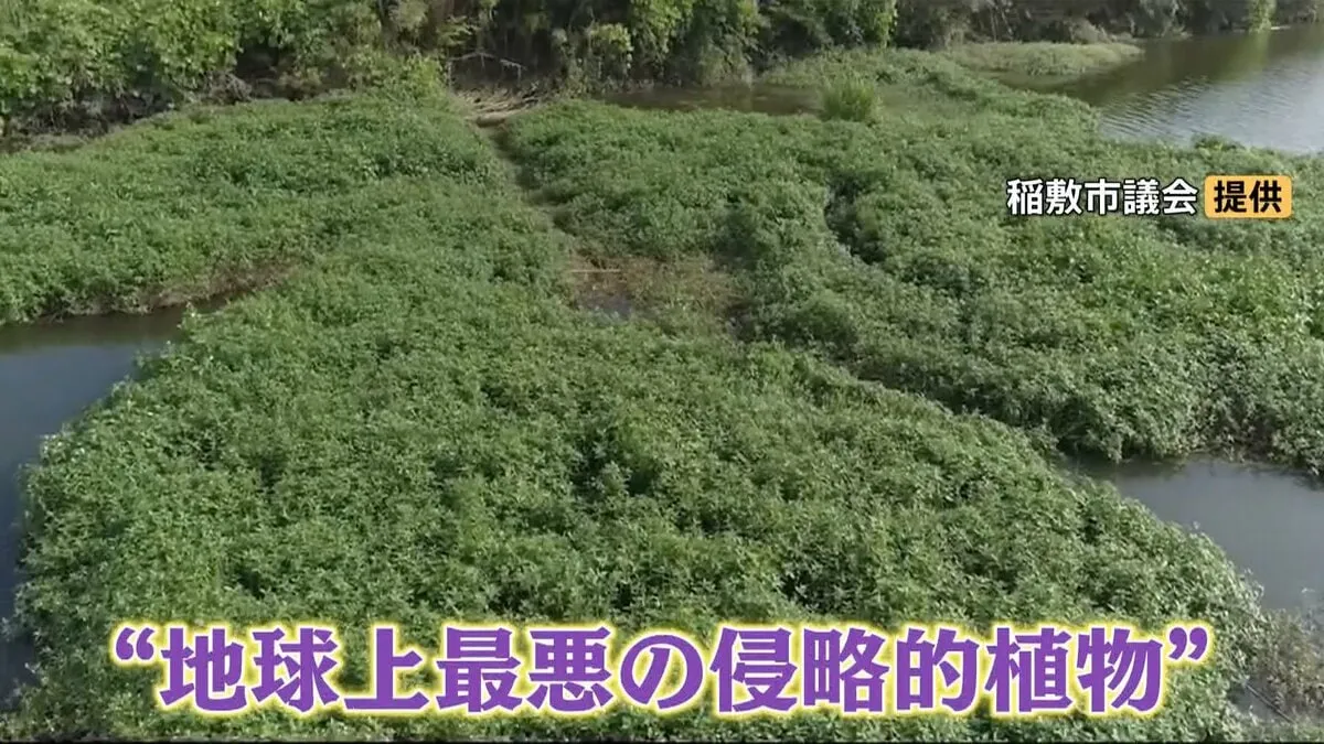 “地球上最悪の侵略的植物”が大繁殖！新米にも影響が「刈り取りができない」恐るべき繁殖力で駆除してもまた増える…