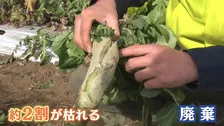 東京は乾燥でカラカラ 1か月まとまった雨が降らず 野菜に異変！大根ひび割れ＆カブは小ぶりに「価格への影響も心配…」 加湿器の出荷は1.5倍に