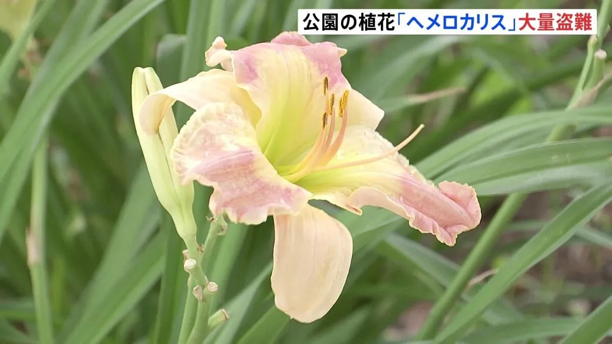 公園に咲いたばかりの「ヘメロカリス」大量盗難被害か　埼玉・川口市　窃盗事件として捜査