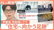 今は「迷子状態」？宇都宮で目撃相次ぐクマ　街の中心部に現れたワケ【Nスタ解説】