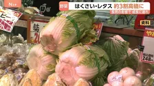 来月は白菜やレタス、ピーマンなどが高騰か　各地で続く長雨の影響