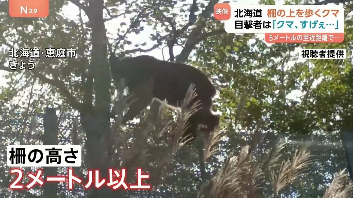 「クマ、すげぇ…」クマが歩くのは“2m超”柵の上　至近距離からの撮影映像　付近ではクマがたびたび目撃