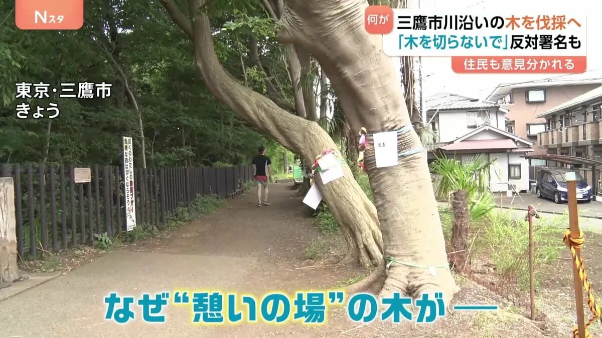 「切られるのは悲しい」散歩道の樹木伐採に“反対署名”1万7000筆も…住民間で意見分かれる　東京・三鷹市