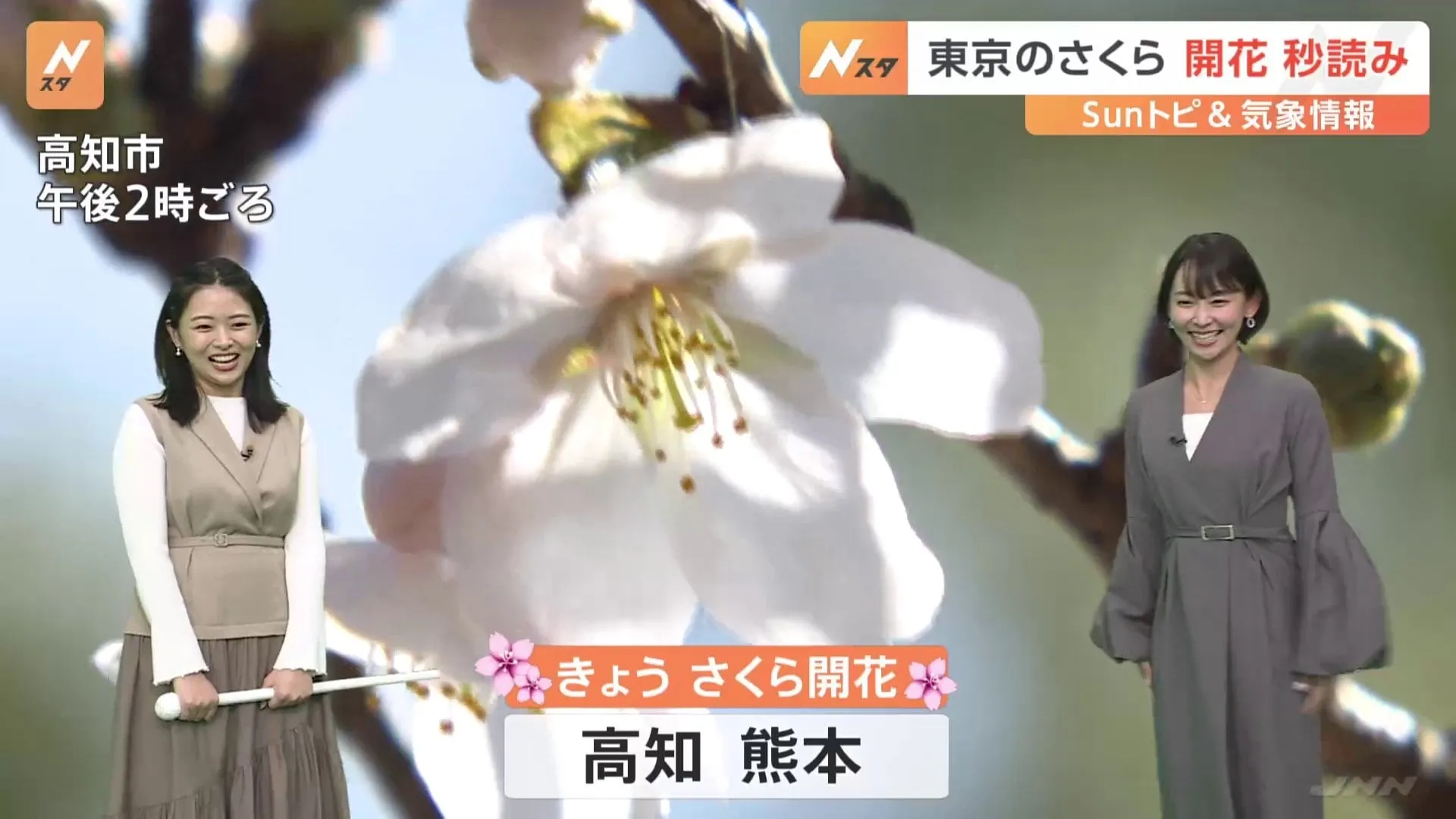 高知県と熊本県で、全国トップとなる「桜の開花発表」 東京では最短記録を更新か？【SUNトピ】