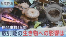 原発事故15年 キノコ、ヤマメ、アユ、ヒラメ…放射能の生き物への影響は【報道特集】