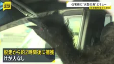「ダチョウが徘徊している」午前7時前に複数の通報 体長約2メートルのエミュー捕獲　滋賀・守山市