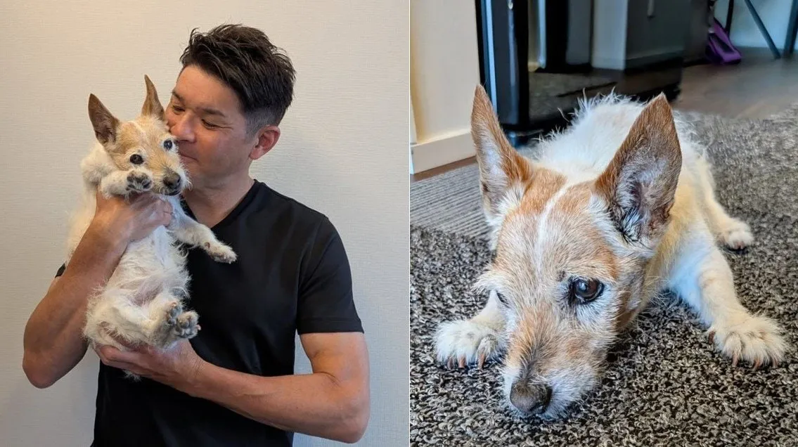 【いぬ】照英さん 愛犬テン19歳8ヶ月 「老犬ですが、この輝き続ける眼差しが家族に勇気をプレゼントしてくれているんです」