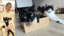 【 ねこ 】藤あや子の愛猫「距離感が近くなっていることをお知らせします」先住マル＆オレオと保護猫じゃこ天がくつろぐ
