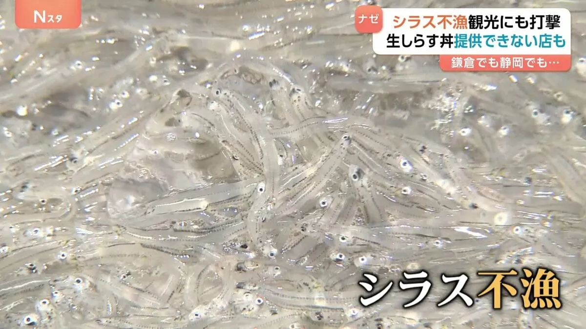 「シラスが大不漁」名物シラス丼がピンチ　シラス漁が不漁で漁獲高8割減も明るい兆し？卵が増えて漁獲高UP？！