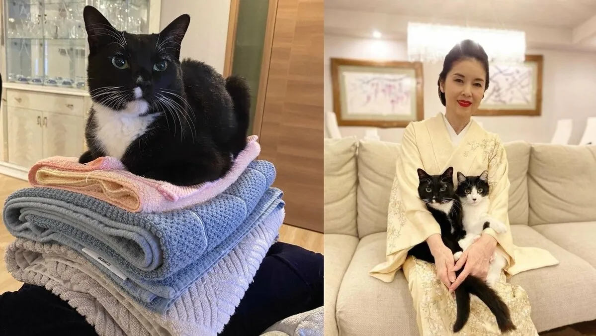 【ねこ】藤あや子さんの愛猫・マル　「真打ち感」高く積まれたタオルの上で堂々の香箱座り　フォロワー大喜利「するってーと何かい」