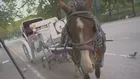 セントラルパークの馬車が廃止へ　米NY市議会が法案を採択