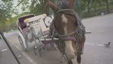 セントラルパークの馬車が廃止へ　米NY市議会が法案を採択