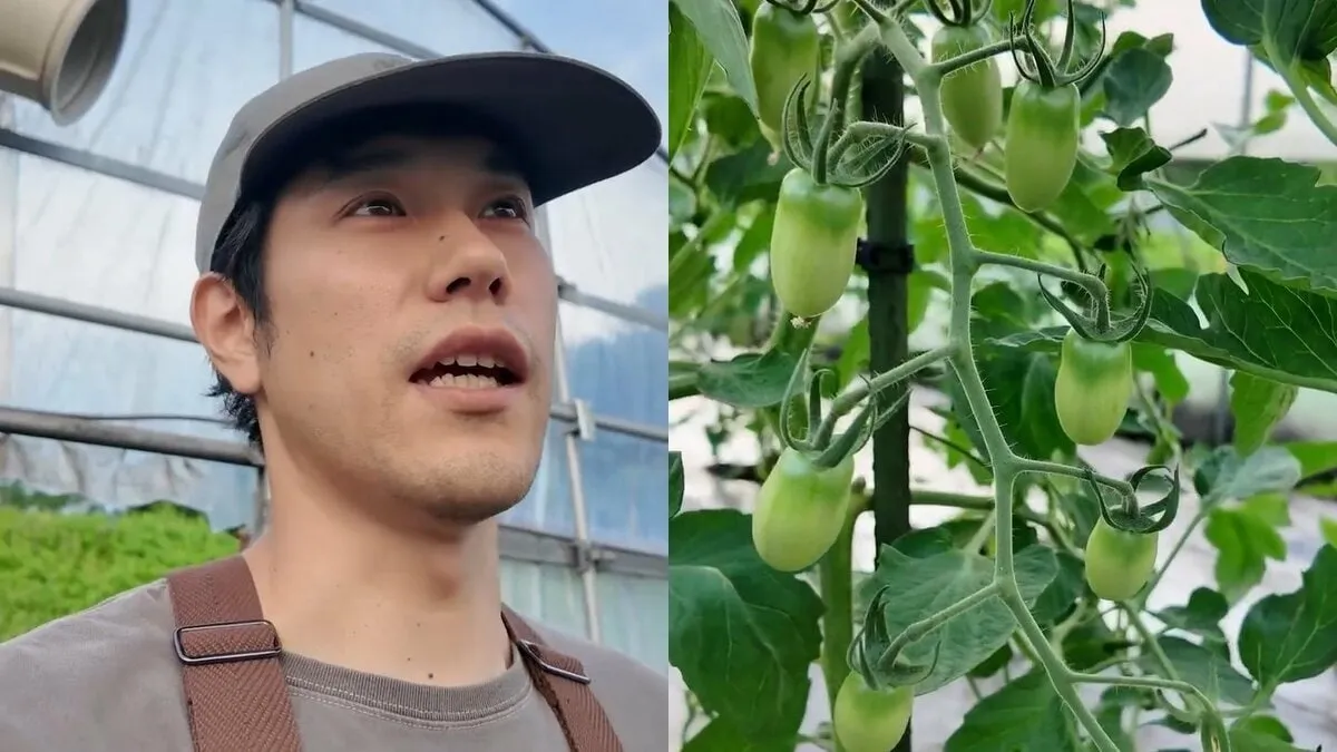 【 松山ケンイチ 】「見て下さい」「すごいですよ」自身の農地でトマトの育成に手応え　フォロワー反応「もはや農家」「趣味の域ではない」