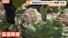 今シーズン初の猛暑日・大分県日田市と兵庫県豊岡市で35.3℃！暑さ前倒しで野菜が悲鳴 キャベツが茶色に…　そんな中、お得な野菜の穴場を発見！「安い！大歓迎」