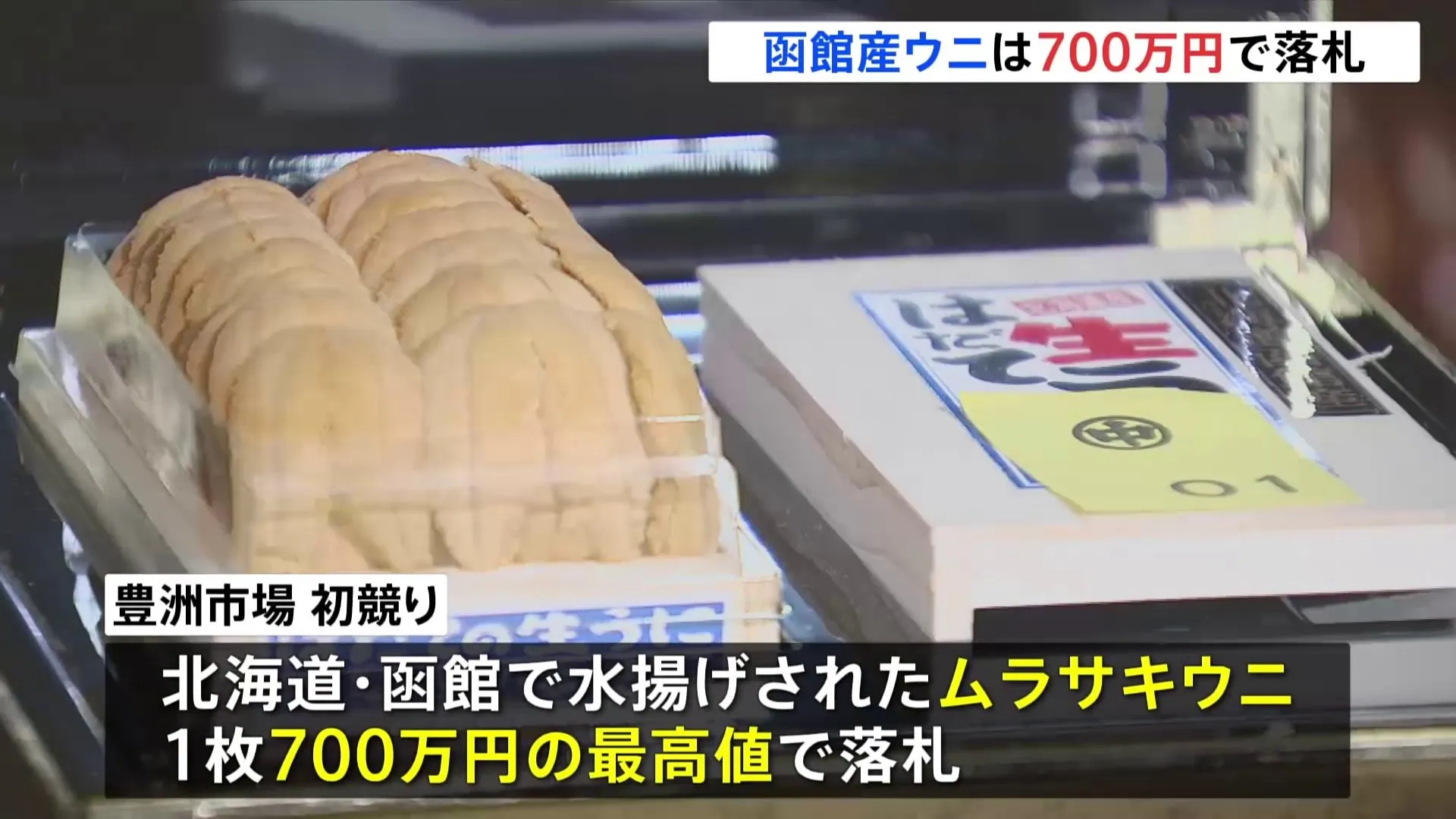 函館産ウニが1枚700万円で落札　これまでの最高値の4倍以上　豊洲市場の初競り