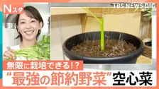 ほうれん草の半額で茎から再生？ 猛暑の最強・節約野菜「空心菜」に注目【Nスタ】