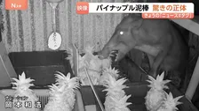 美味しいものを選んでいる？パイナップル無人販売店で“窃盗”　防犯カメラが捉えた“犯人”に農家も驚き