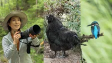 【 磯野貴理子 】 熱田神宮で名古屋コーチン＆黒烏骨鶏に遭遇　独特な顔立ちに「目がおかしいのかなと二度見」 カワセミショットにも反響