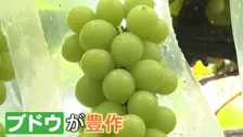 今年は“秋の味覚”が豊作です！シャインマスカット・栗・レンコン！いまが買い時！