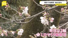 東京で桜開花を発表 平年より5日早く　靖国神社で開花発表基準を大きく上回る「61輪」確認