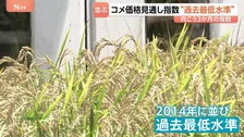 コメ価格 向こう3か月の見通し示す指数“過去最低”に 「安売り広がる」観測強まる