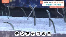 「見たら幸せに」11月11日は『チンアナゴの日』 フォトスポットにフードまで！東京・すみだ水族館がイベント開催「そこらじゅうにチンアナゴ」