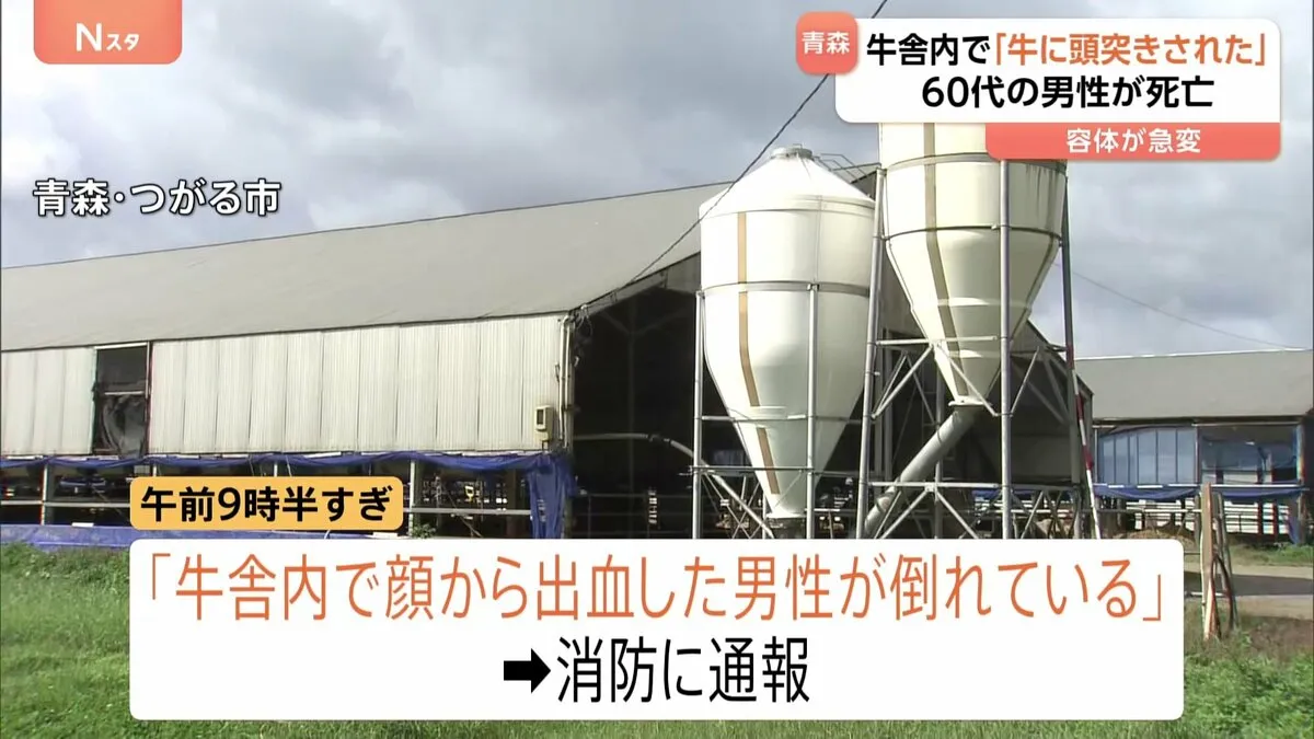血を流した男性 「牛に頭突きされた」と説明後に容体急変し死亡 黒毛和種とホルスタイン種の交雑種が多い牛舎　青森