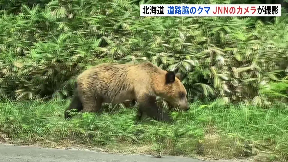北海道　JNNのカメラマンがクマに遭遇・撮影　南部・厚沢部町　隣の江差町では食害相次ぎ「ヒグマ注意報」