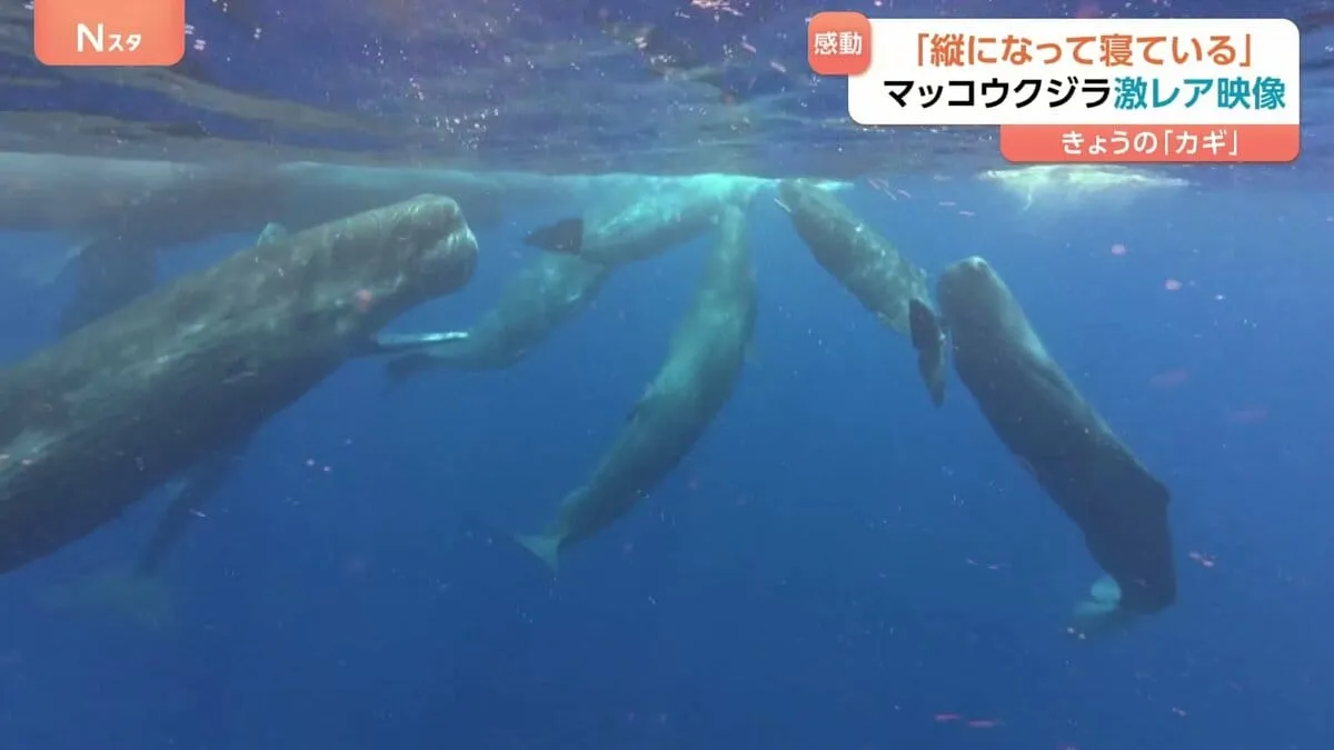 眠るときは直立！？マッコウクジラの貴重なシーンに「夢にまで見ていた光景」「感動しました」