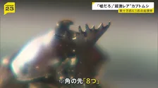 「嘘だろ」ツノの先が8つ“超激レア”カブトムシが誕生　“数十万匹に1匹の出現率”の変異個体