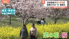 東京の桜満開は？　各地で桜が見ごろ　絶景！菜の花とのコラボも　なぜ？桜の名所「目黒川」では巨大幕が登場