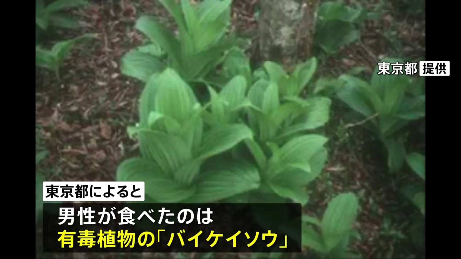有毒植物「バイケイソウ」で食中毒　飲食店の客が一時入院　山菜「ウルイ」と思って調理