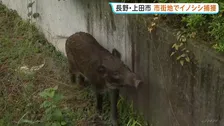 長野・上田市の市街地にイノシシ 市の職員や警察など出動し麻酔銃で捕獲 けが人なし
