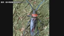 クビアカツヤカミキリ対策に今年度予備費から約32億円支出　被害の急拡大を受け