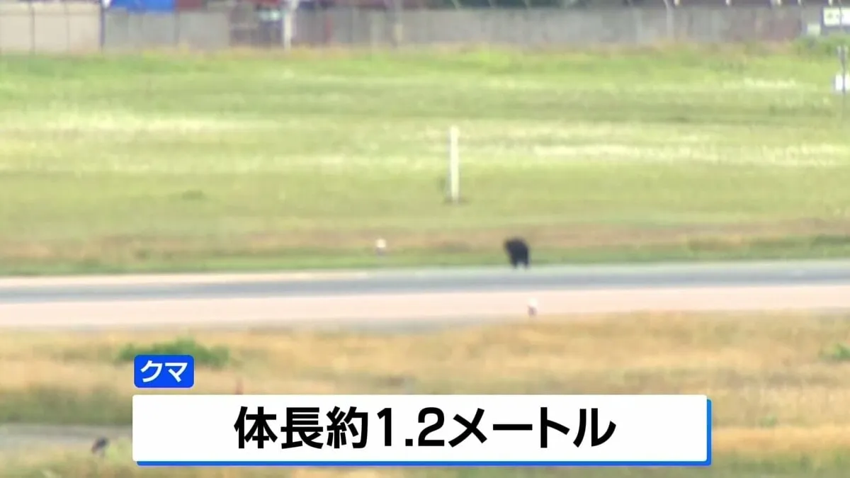 山形空港　滑走路にクマ出没で“全面閉鎖”　捕獲を試みるも… きょうはパトロール強化し通常通り運航予定