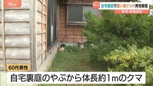クマが転んだ男性に覆いかぶさる　60代男性が裏庭でクマと遭遇 左わき腹を引っかかれる　新潟