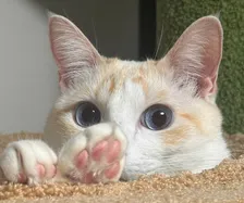 「猫も人も救いたい…」猫の死因トップ “腎臓病"の新たな治療薬 農水省へ承認申請「単に寿命を延ばすのではなく元気で長生きできるように」開発者が“徹夜”で急いだ理由とは