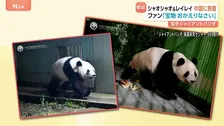 双子パンダが中国に到着 ファンが花束やケーキで出迎え　施設の前には見守る日本人の姿も　「シャオシャオ」と「レイレイ」の写真が早速公開