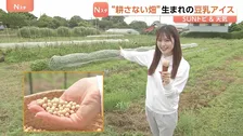 畑なのに“耕さない”？ 地球に優しい「不耕起栽培」実践の農園を取材　二酸化炭素を土の中に留める効果　収穫された大豆でアイス製造も【SUNトピ】