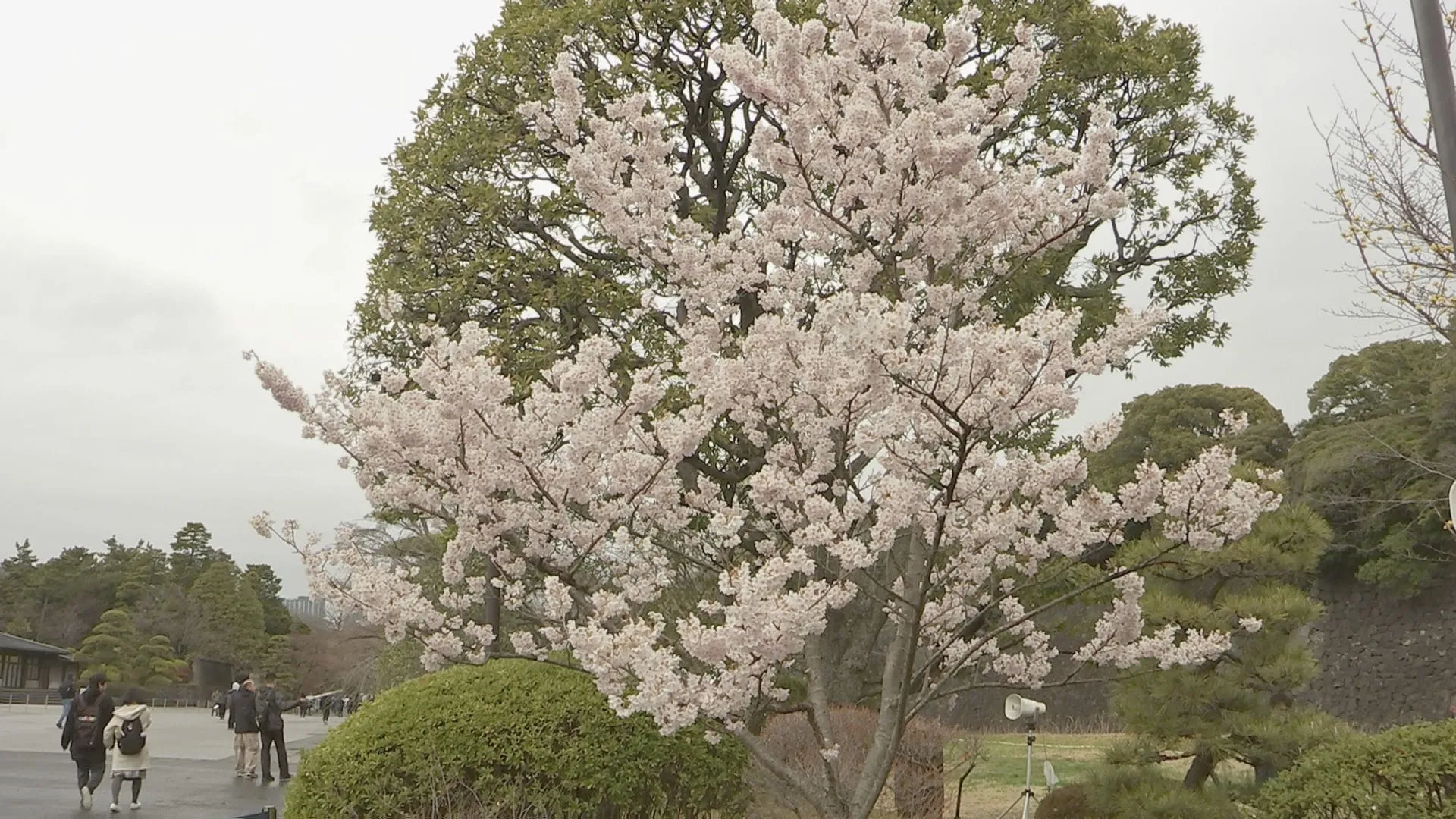 皇居の春の乾通り一般公開　 3月29日から4月6日まで実施　午前9時から午後3時半まで無料で入場可能　宮内庁