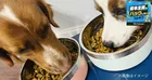 犬は12年で190万頭減、それでもペット市場が1.9兆円に伸びる理由　フードの出荷単価は11年で2倍に