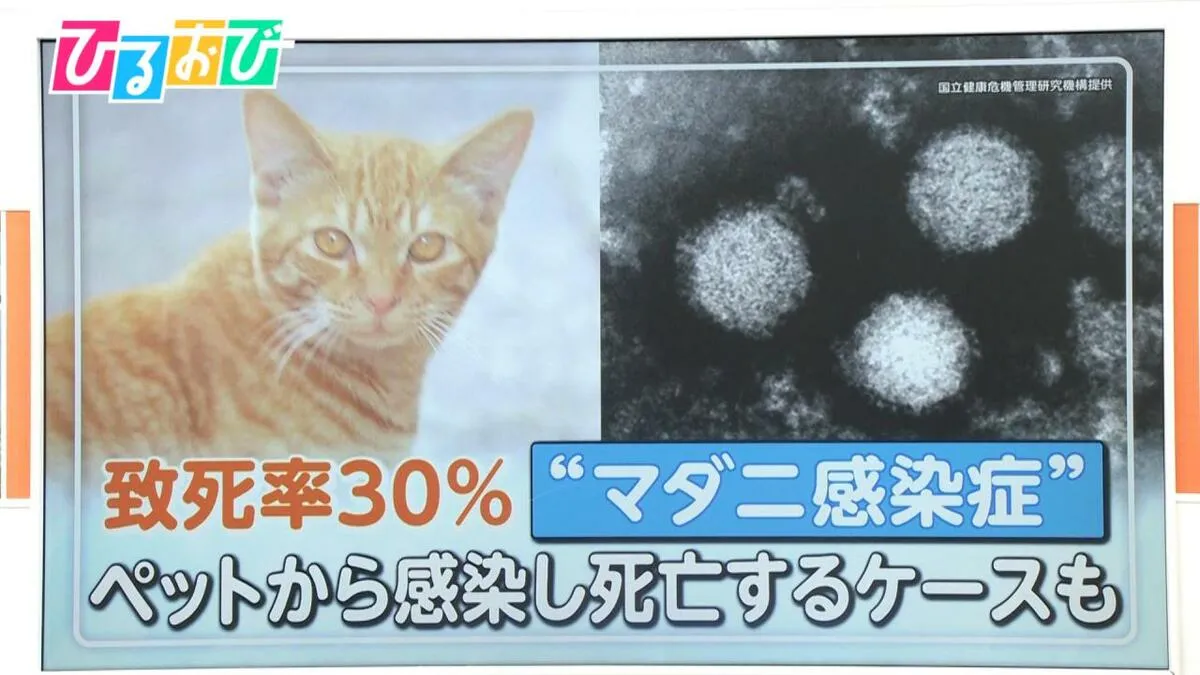 致死率30％“マダニ感染症”「SFTS」ペットとのふれあいで感染リスクも…もしマダニにかまれたら【ひるおび】
