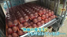 「もう優等生じゃない」卵1パックが308円と高止まり続く　エサ代の高騰に加えて資材費・燃料費高騰への不安も