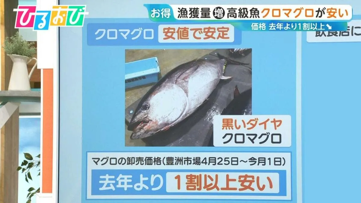 『クロマグロ』が安い！漁獲量増加で1割以上値下がり　不漁続きの魚に変化？“黒潮大蛇行”終息の兆し【ひるおび】