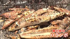 今が旬！初カツオが安い 「去年より200～300円くらい安く提供できている」 燃料高騰で打撃も…豊漁の高知では大行列！ 地元で人気の「ハランボ」とは